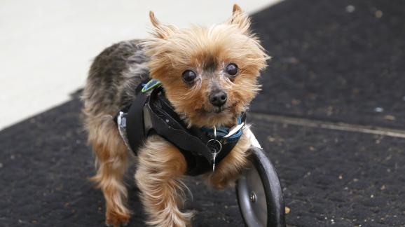 un chien avec une roue greffe  la place d'une des pattes avant