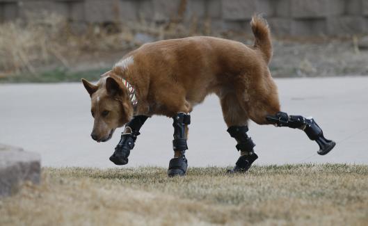 un chien avec des prothses aux quatre pattes