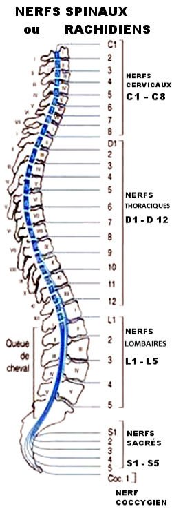 Les nerfs spinaux ou rachidiens et leurs lésions